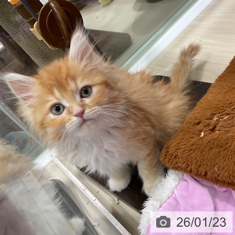 埼玉県のラガマフィン (ペットプラス 上尾店/2025年11月7日生まれ/女の子/レッドタビーホワイト)の子猫の4枚目の画像