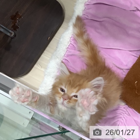 埼玉県のラガマフィン (ペットプラス 上尾店/2025年11月7日生まれ/女の子/レッドタビーホワイト)の子猫の4枚目の画像