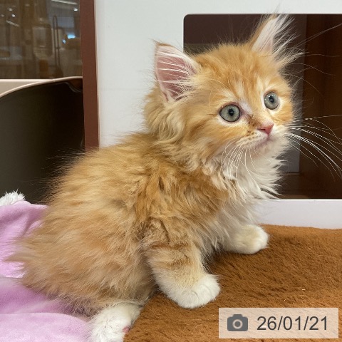 埼玉県のラガマフィン (ペットプラス 上尾店/2025年11月7日生まれ/女の子/レッドタビーホワイト)の子猫の3枚目の画像