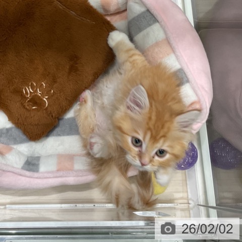 埼玉県のラガマフィン (ペットプラス 上尾店/2025年11月7日生まれ/女の子/レッドタビーホワイト)の子猫の4枚目の画像