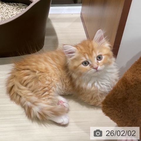 埼玉県のラガマフィン (ペットプラス 上尾店/2025年11月7日生まれ/女の子/レッドタビーホワイト)の子猫の3枚目の画像