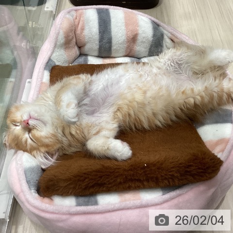 埼玉県のラガマフィン (ペットプラス 上尾店/2025年11月7日生まれ/女の子/レッドタビーホワイト)の子猫の4枚目の画像