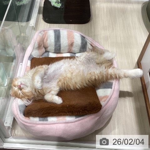 埼玉県のラガマフィン (ペットプラス 上尾店/2025年11月7日生まれ/女の子/レッドタビーホワイト)の子猫の3枚目の画像