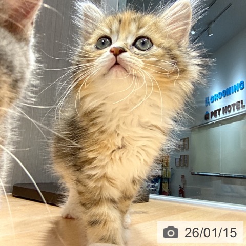 神奈川県のラガマフィン (ペットプラス 座間店/2025年11月7日生まれ/女の子/ブラウンパッチドタビーホワイト)の子猫の4枚目の画像