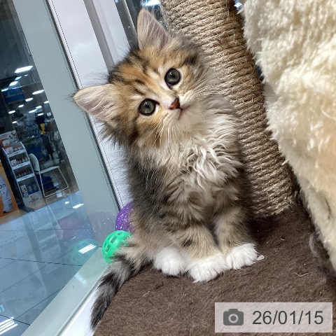 神奈川県のラガマフィン (ペットプラス 座間店/2025年11月7日生まれ/女の子/ブラウンパッチドタビーホワイト)の子猫の3枚目の画像