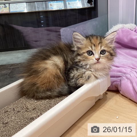 神奈川県のラガマフィン (ペットプラス 座間店/2025年11月7日生まれ/女の子/ブラウンパッチドタビーホワイト)の子猫の3枚目の画像