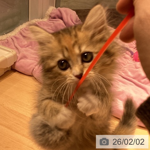 ラガマフィンの写真