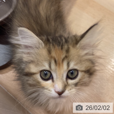 神奈川県のラガマフィン (ペットプラス 座間店/2025年11月7日生まれ/女の子/ブラウンパッチドタビーホワイト)の子猫の4枚目の画像