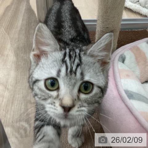 福島県のアメリカンショートヘアー (ペットプラス 福島店/2025年11月7日生まれ/女の子/シルバータビー)の子猫の4枚目の画像