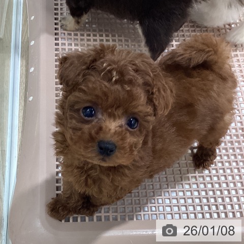 茨城県のトイプードル(トイ) (ペットプラス つくば店/2025年11月7日生まれ/男の子/レッド)の子犬の4枚目の画像