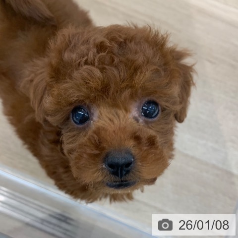 東京都のトイプードル(トイ) (ペットプラス アクアシティお台場店/2025年11月7日生まれ/女の子/レッド)の子犬の4枚目の画像