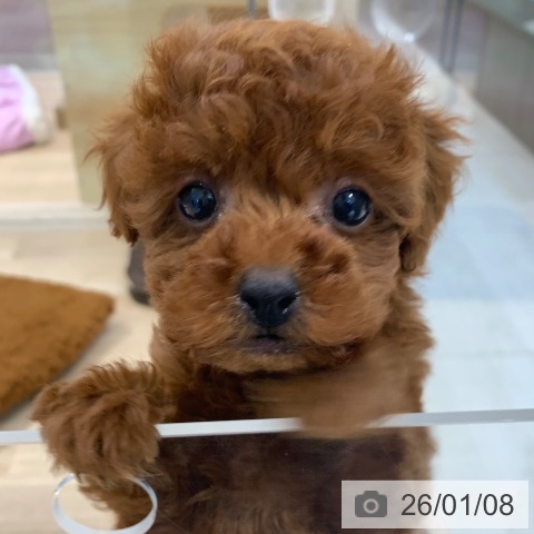 東京都のトイプードル(トイ) (ペットプラス アクアシティお台場店/2025年11月7日生まれ/女の子/レッド)の子犬の3枚目の画像