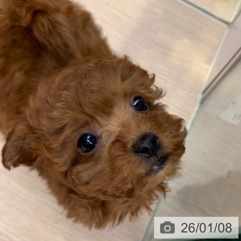 千葉県のトイプードル(トイ) (ペットプラス 幕張新都心店/2025年11月7日生まれ/女の子/レッド)の子犬の3枚目の画像