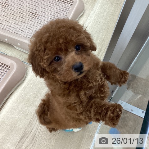 東京都のトイプードル(トイ) (ペットプラス むさし村山店/2025年11月7日生まれ/女の子/レッド)の子犬の3枚目の画像