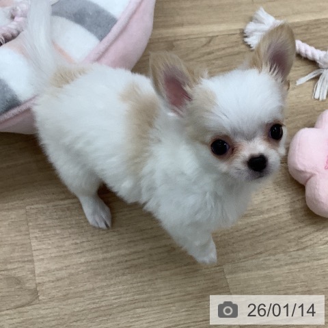 東京都のチワワ(ロング) (ペットプラス 日の出店/2025年11月7日生まれ/女の子/ホワイトクリーム)の子犬の4枚目の画像