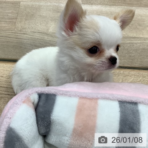 東京都のチワワ(ロング) (ペットプラス 日の出店/2025年11月7日生まれ/女の子/ホワイトクリーム)の子犬の3枚目の画像