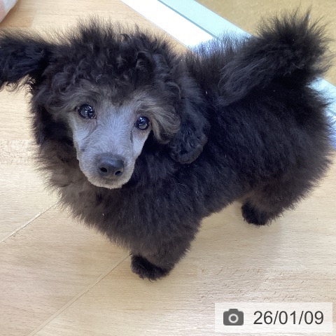 埼玉県のトイプードル(トイ) (ペットプラス 羽生店/2025年11月5日生まれ/男の子/グレー)の子犬の4枚目の画像