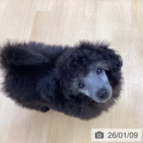 埼玉県のトイプードル(トイ) (ペットプラス 羽生店/2025年11月5日生まれ/男の子/グレー)の子犬の3枚目の画像