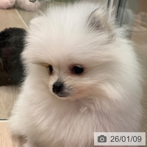 千葉県のポメラニアン (ペットプラス 幕張新都心店/2025年11月8日生まれ/男の子/パーティーカラー)の子犬の4枚目の画像