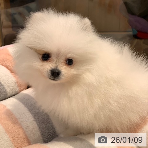千葉県のポメラニアン (ペットプラス 幕張新都心店/2025年11月8日生まれ/男の子/パーティーカラー)の子犬の3枚目の画像