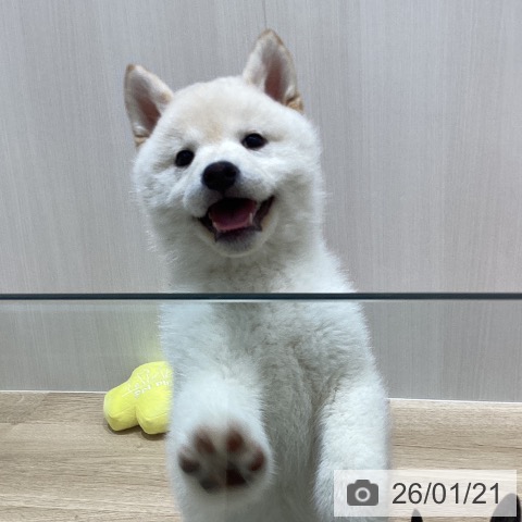 岩手県の柴犬(標準サイズ) (ペットプラス 盛岡南店/2025年11月8日生まれ/男の子/淡赤)の子犬の3枚目の画像