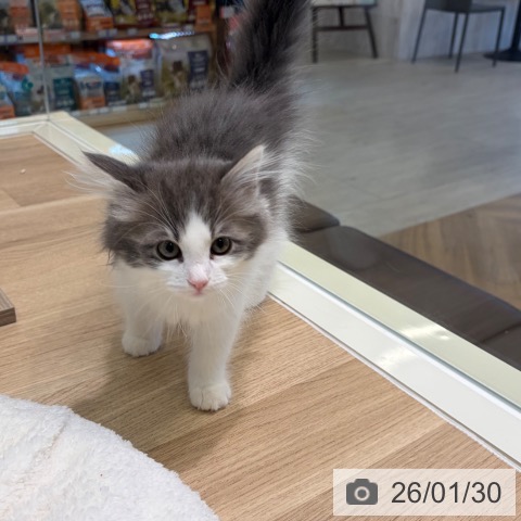 神奈川県のノルウェージャンフォレストキャット (ペットプラス ゆめが丘ソラトス店/2025年11月7日生まれ/女の子/ブルーホワイト)の子猫の4枚目の画像