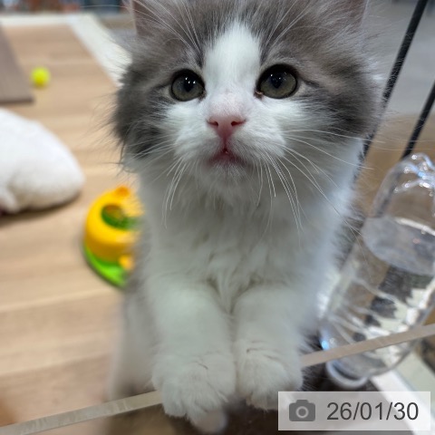 神奈川県のノルウェージャンフォレストキャット (ペットプラス ゆめが丘ソラトス店/2025年11月7日生まれ/女の子/ブルーホワイト)の子猫の3枚目の画像