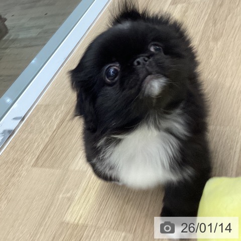 東京都のペキニーズ (ペットプラス むさし村山店/2025年11月9日生まれ/男の子/ブラックホワイト)の子犬の3枚目の画像