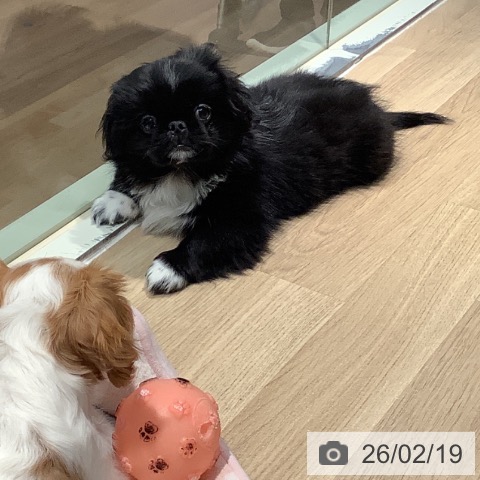 東京都のペキニーズ (ペットプラス 東久留米店/2025年11月9日生まれ/男の子/ブラックホワイト)の子犬の3枚目の画像