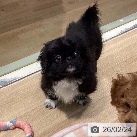 東京都のペキニーズ (ペットプラス 東久留米店/2025年11月9日生まれ/男の子/ブラックホワイト)の子犬の3枚目の画像