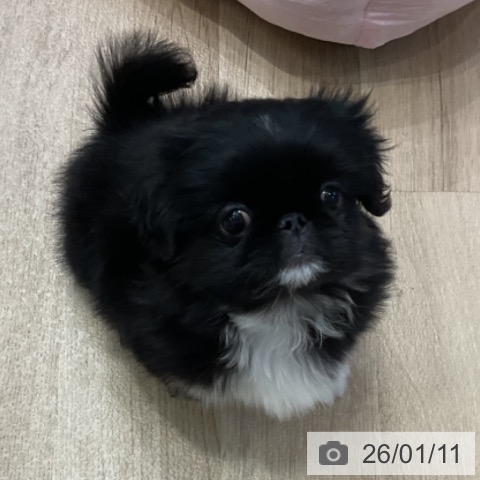 神奈川県のペキニーズ (ペットプラス テラスモール湘南店/2025年11月9日生まれ/女の子/ブラックホワイト)の子犬の3枚目の画像