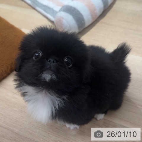 東京都のペキニーズ (ペットプラス アクアシティお台場店/2025年11月9日生まれ/女の子/ブラックホワイト)の子犬の3枚目の画像