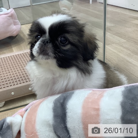 東京都のペキニーズ (ペットプラス 日の出店/2025年11月9日生まれ/女の子/フォーンホワイト)の子犬の4枚目の画像