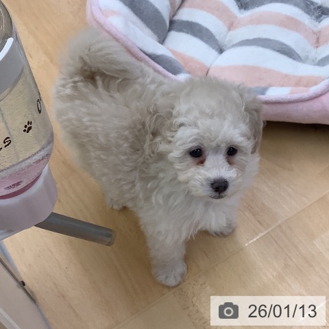 トイ・プードルの写真