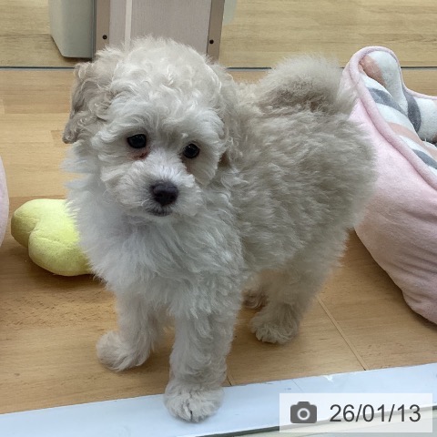 トイ・プードルの写真