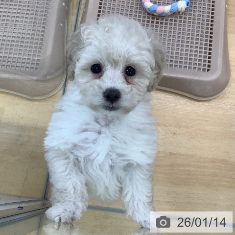 埼玉県のトイプードル(トイ) (ペットプラス 羽生店/2025年11月8日生まれ/男の子/クリーム)の子犬の4枚目の画像