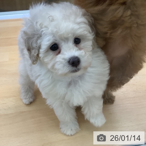 埼玉県のトイプードル(トイ) (ペットプラス 羽生店/2025年11月8日生まれ/男の子/クリーム)の子犬の3枚目の画像