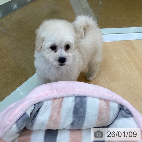 埼玉県のトイプードル(トイ) (ペットプラス 羽生店/2025年11月8日生まれ/男の子/ホワイト)の子犬の4枚目の画像