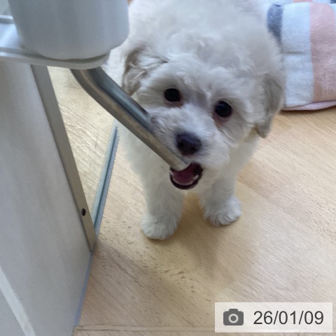 埼玉県のトイプードル(トイ) (ペットプラス 羽生店/2025年11月8日生まれ/男の子/ホワイト)の子犬の3枚目の画像