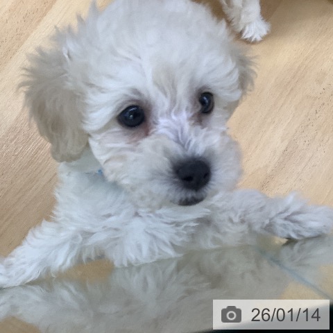 埼玉県のトイプードル(トイ) (ペットプラス 羽生店/2025年11月8日生まれ/男の子/ホワイト)の子犬の4枚目の画像