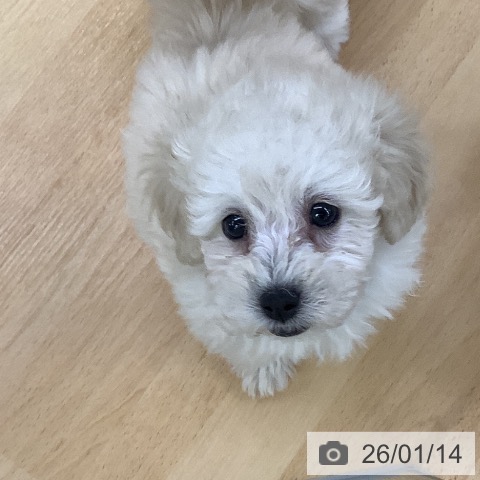 埼玉県のトイプードル(トイ) (ペットプラス 羽生店/2025年11月8日生まれ/男の子/ホワイト)の子犬の3枚目の画像