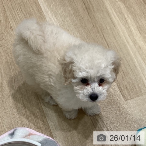 岩手県のトイプードル(トイ) (ペットプラス 盛岡南店/2025年11月8日生まれ/女の子/ホワイト)の子犬の3枚目の画像