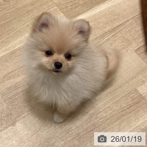 東京都のポメラニアン (ペットプラス 立川高島屋S.C.店/2025年11月10日生まれ/男の子/クリーム)の子犬の4枚目の画像