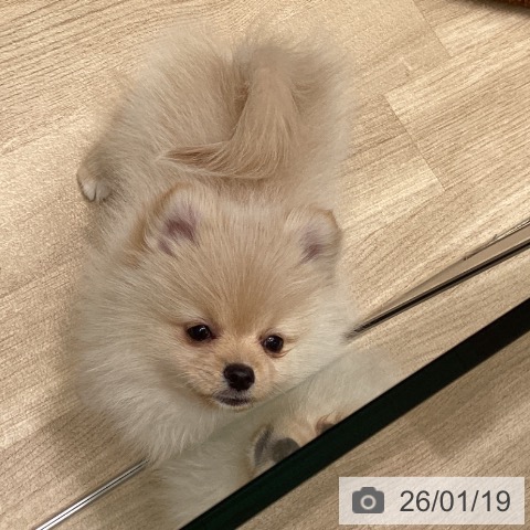 東京都のポメラニアン (ペットプラス 立川高島屋S.C.店/2025年11月10日生まれ/男の子/クリーム)の子犬の3枚目の画像