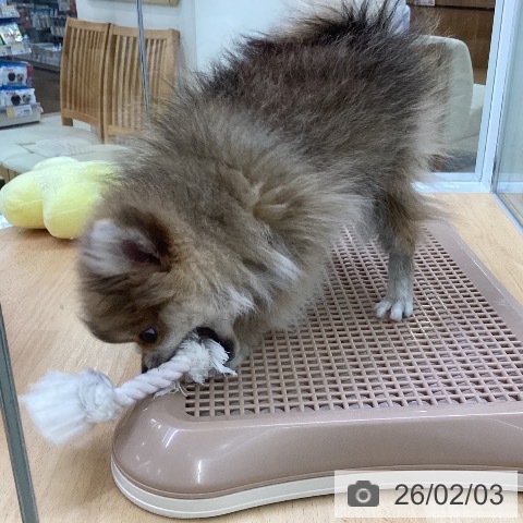 埼玉県のポメラニアン (ペットプラス 羽生店/2025年11月10日生まれ/男の子/オレンジ)の子犬の4枚目の画像