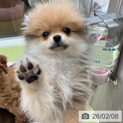 千葉県のポメラニアン (ペットプラス 成田店/2025年11月10日生まれ/女の子/オレンジ)の子犬の3枚目の画像