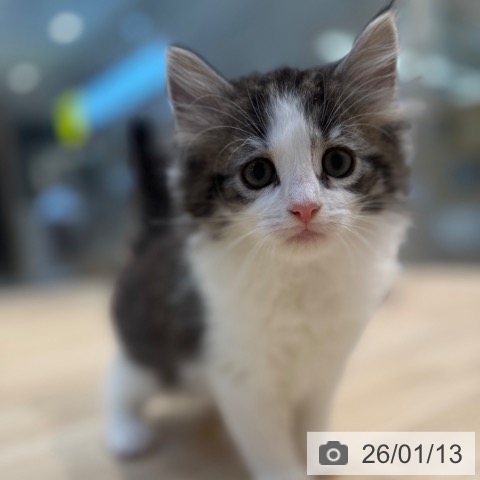 神奈川県のノルウェージャンフォレストキャット (ペットプラス 新百合丘店/2025年11月11日生まれ/男の子/ブラウンマッカレルタビーホワイト)の子猫の4枚目の画像