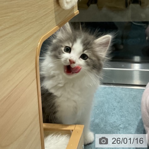 埼玉県のノルウェージャンフォレストキャット (ペットプラス コクーンシティ店/2025年11月11日生まれ/男の子/ブルーマッカレルタビーホワイト)の子猫の4枚目の画像