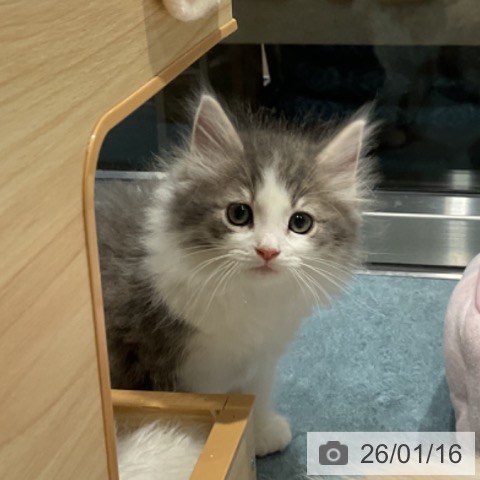 埼玉県のノルウェージャンフォレストキャット (ペットプラス コクーンシティ店/2025年11月11日生まれ/男の子/ブルーマッカレルタビーホワイト)の子猫の3枚目の画像