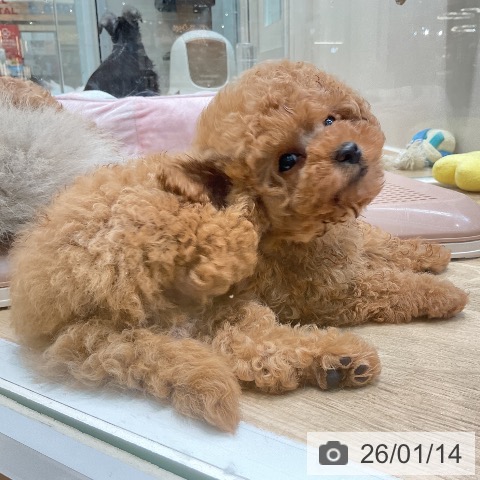 埼玉県のトイプードル(トイ) (ペットプラス ららぽーと新三郷店/2025年11月12日生まれ/男の子/アプリコット)の子犬の3枚目の画像